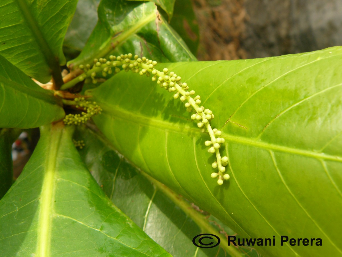 Terminalia catappa L.